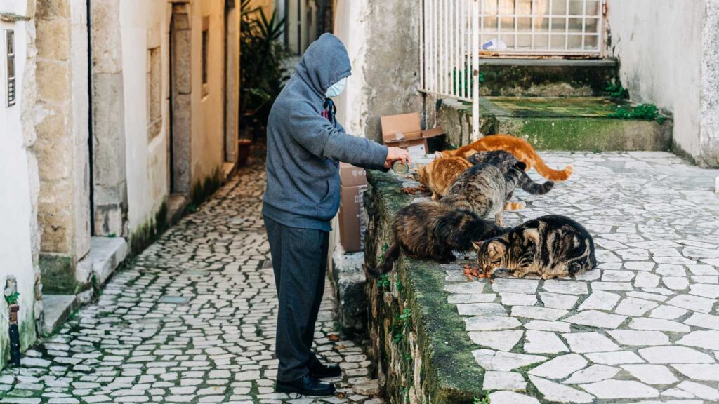 Things-to-Consider-While-Choosing-Lickable-Cat-Treats-on-architectureslab