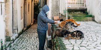 Things-to-Consider-While-Choosing-Lickable-Cat-Treats-on-architectureslab