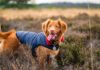 Know-About-the-Amazing-GPS-Dog-Trackers-&-Collars-On-ArchitecturesLab