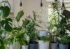 Tips-to-Assist-Your-Houseplants-Thrive-This-Winter-on-architectureslab