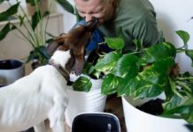 Let’s-Know-About-Healthy-Lifestyle-Tips-for-Your-Pet on-architectureslab
