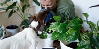 Let’s-Know-About-Healthy-Lifestyle-Tips-for-Your-Pet on-architectureslab