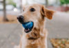 Know-About-the-Best-Automatic-Ball-Thrower-for-Dogs-on-architectureslab