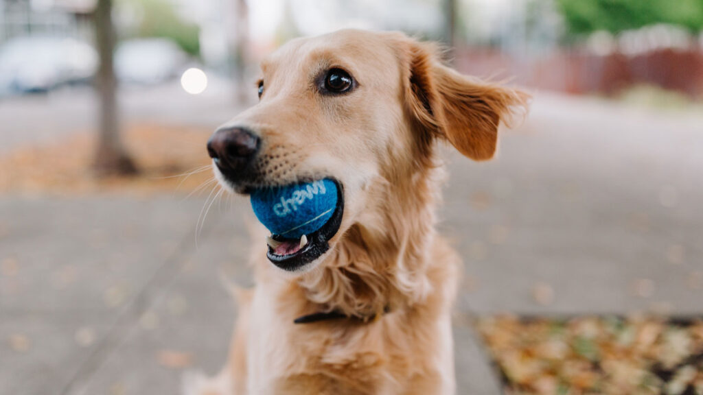 Know-About-the-Best-Automatic-Ball-Thrower-for-Dogs-on-architectureslab